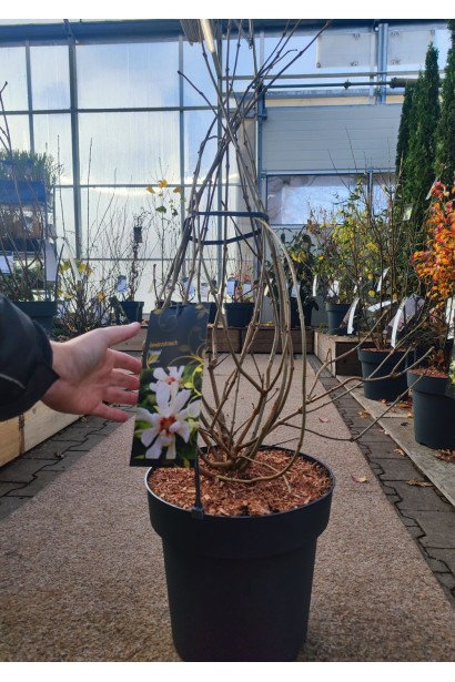 Calycanthus ’Venus’ в горшку 